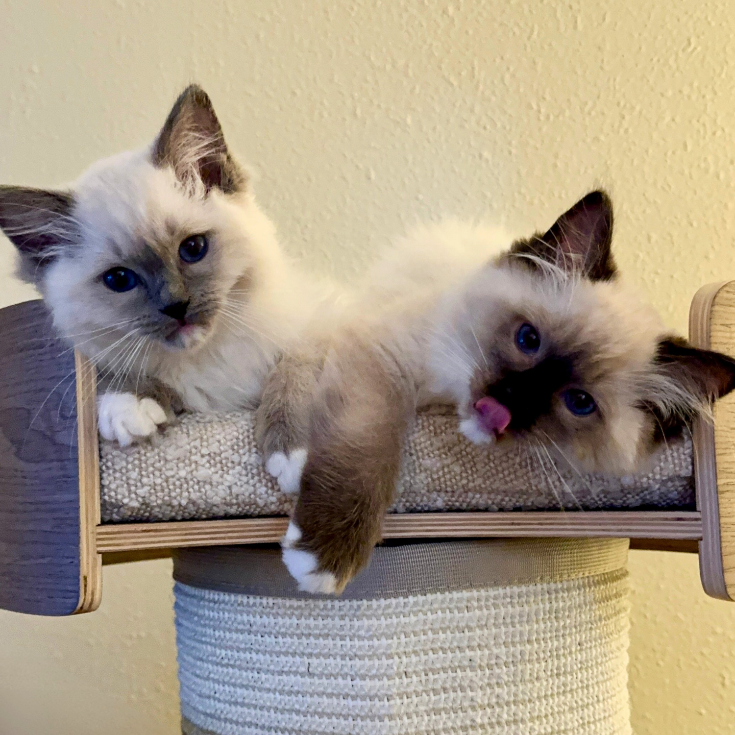 One Fast Cat Giant Scratching Tower